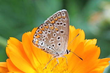 Obraz na płótnie Canvas piccola farfalla (Polyommatus icarus) su un fiore di calendula