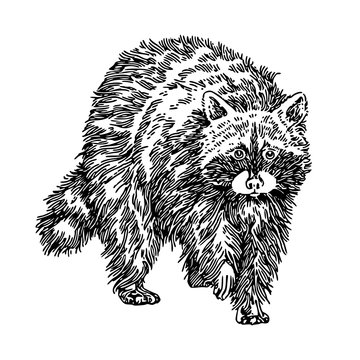 Forest animal. Raccoon. Sketch. Engraving style. Vector illustration.