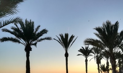 Naklejka premium palm trees at sunset