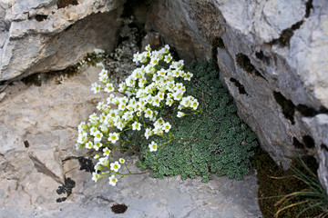 fiori bianchi su un verde cuscinetto (Saxifraga squarrosa)