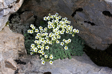 fiori bianchi su un verde cuscinetto (Saxifraga squarrosa)