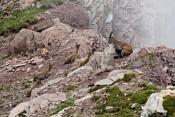 piccolo branco di stambecchi (Capra ibex) alla Forca Rossa (Val di Fassa)