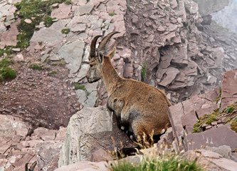 giovane maschio di stambecco (Capra ibex) alla Forca Rossa (Val di Fassa)