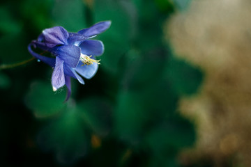Fototapeta na wymiar Aquilegia. Flower of Aquilegia.
