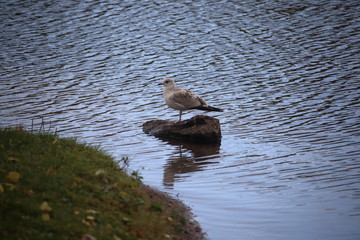 Fototapeta premium seagull on the lake