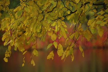 maple leaves in autumn