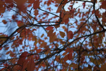 Obraz premium autumn leaves against blue sky