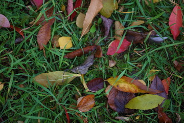 autumn leaves on the grass