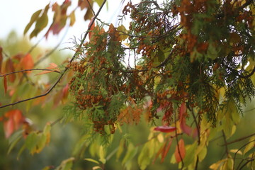Fototapeta na wymiar leaves of tree in autumn