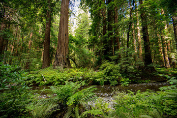 path in the forest