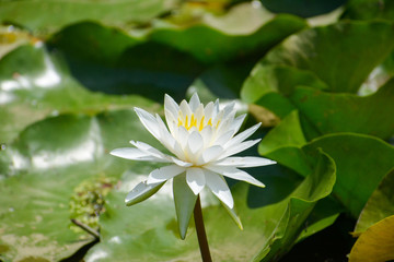 Water lily in full bloom