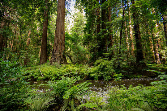 path in the forest