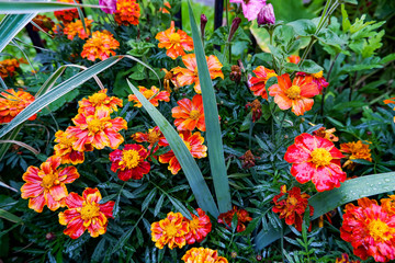 Tagétes autumn flowers orange