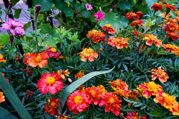 Tagétes autumn flowers orange