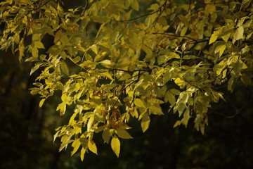 autumn leaves on tree
