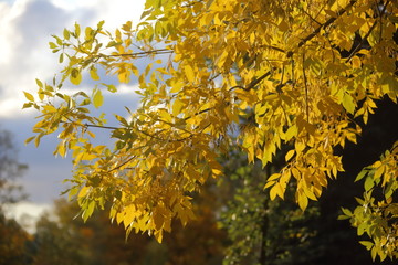 autumn leaves on tree