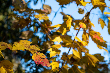 Gold autumn leaves of a tree with blue sky background ~When Autumn Appears~