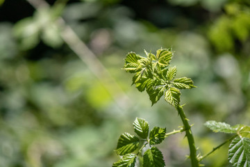 Close-up of the leaves of Rubus boraeanus (blackberry) plant. Small leaves close-up.