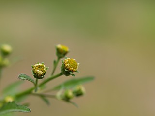アメリカセンダングサの蕾