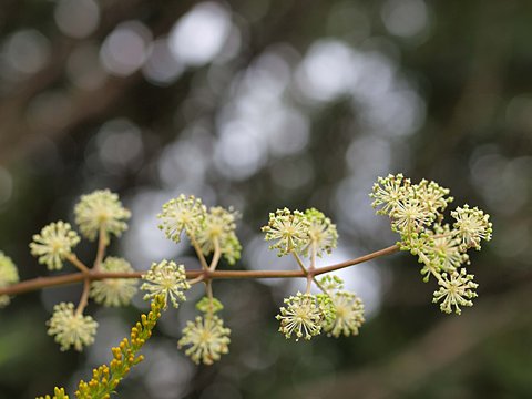 40 最適な タラノキ属 画像 ストック写真 ベクター Adobe Stock