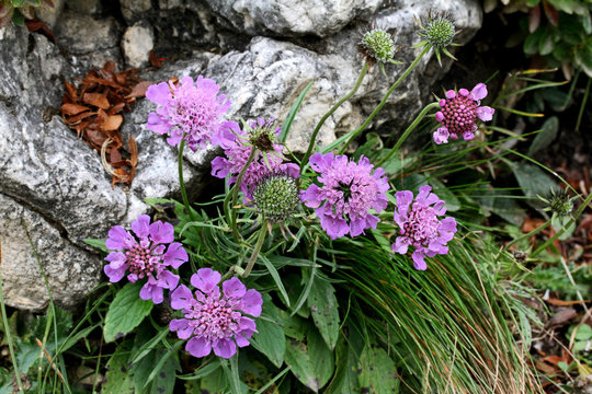 capolini violetti tra i sassi (Scabiosa lucida)