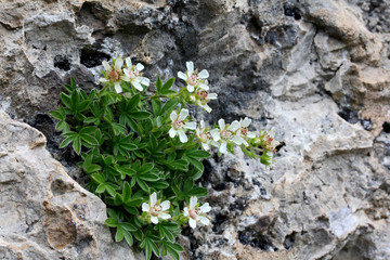 fiorellini bianchi sulla roccia viva (Potentilla caulescens)