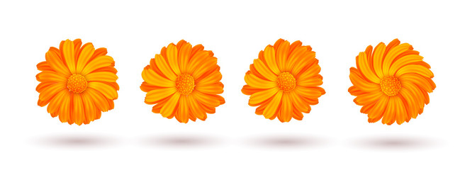 Calendula vector illustration isolated. Four of the marigold flower