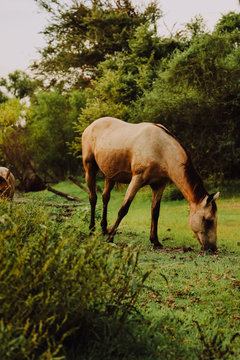 Caballos silvestres © IVANOCHOA