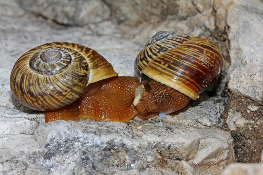 chiocciole in accoppiamento