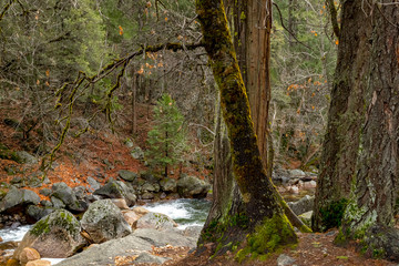 path in the forest