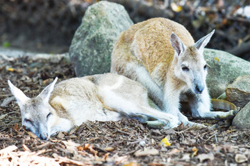 Känguru in Australien