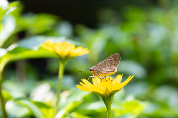 The common yellow grass butterfly on the flower plant.