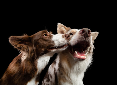 two dogs are kissing. Border Collie together on a black background. Lovely pets in holiday