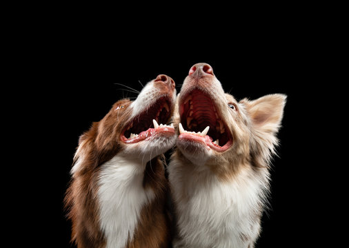 two dogs are kissing. Border Collie together on a black background. Lovely pets in holiday