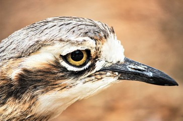 close up of hawk