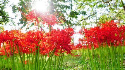 滋賀　桂浜園地の彼岸花