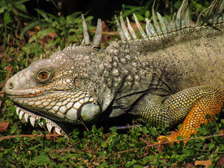 Reptile