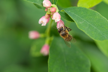 Abeille