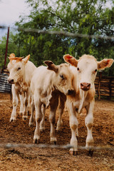 animales