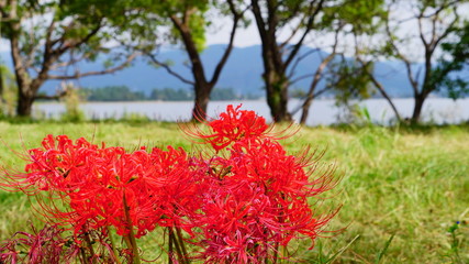 滋賀　桂浜園地の彼岸花