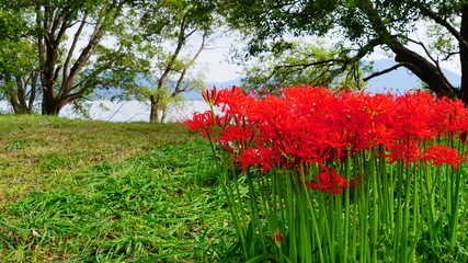 滋賀　桂浜園地の彼岸花