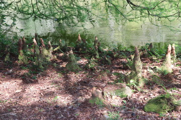 The charms of Aldeia do Imigrante Park one of the main tourist spots of Nova Petrópolis. It was created to rescue and preserve the historical past of the immigrants who colonized this region.