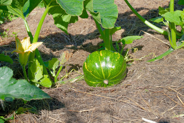 Green pumpkin is in the garden on the hay. Sunny day. Harvest. Flowering.