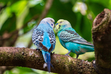 Pair of budgies a.k.a. parakeets (Melopsittacus undulatus) kissing on branch