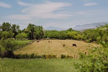 Naturaleza