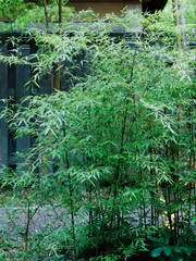 Bamboo leaves in a Japanese garden, Relaxing Zen garden concept background.