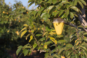 A trap to catch flies that spoil the fruit harvest