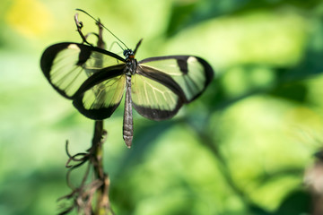 Borboleta com asas transparentes