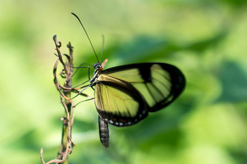 Borboleta com asas transparentes
