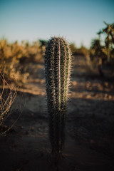 Saguaro Mexicano 
